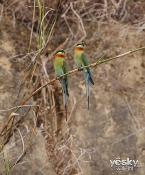 希捷硬盘全力支持2014野生动物摄影训练营
