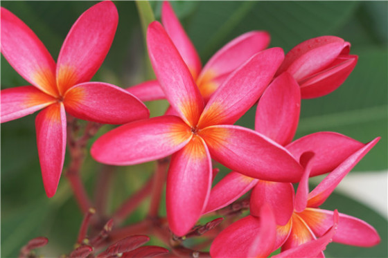 佳能70D\/尼康D7100\/索尼A77II大决战|佳能|索尼