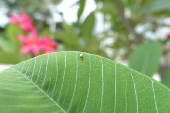 无可挑剔的卡片相机索尼RX100III评测(6)
