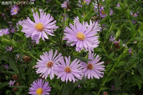 最强拍照手机 三星K zoom相机功能试玩|三星|手