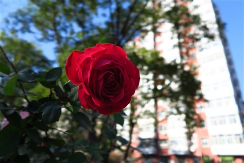 便携与画质兼具1英寸CMOS佳能G7X评测(5)