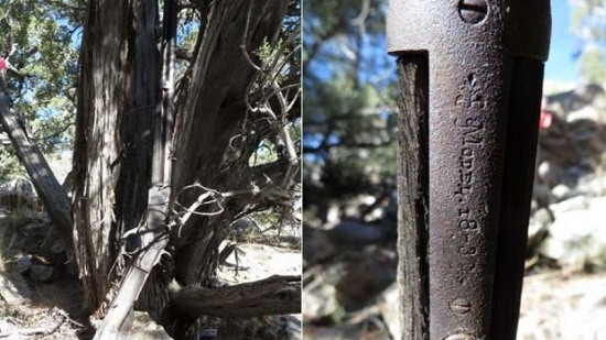 美一棵松树下发现百年前长枪与树融为一体(图)