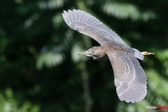 科技黑炮 适马150-600mm F5-6.3镜头评测(5)