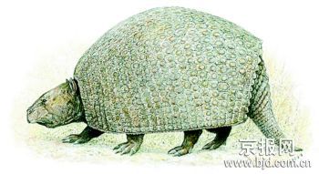 科技时代_1800万年前奇特动物身披坚甲(图)