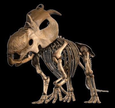 科技时代_加拿大发现新种恐龙头部似犀牛(图) 