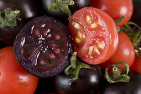 英国培育出超级番茄具有抗癌功效(图)_科学探