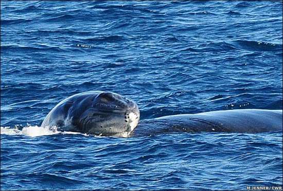 驼背鲸母亲把宝宝托出水面首次呼吸(图)_科学