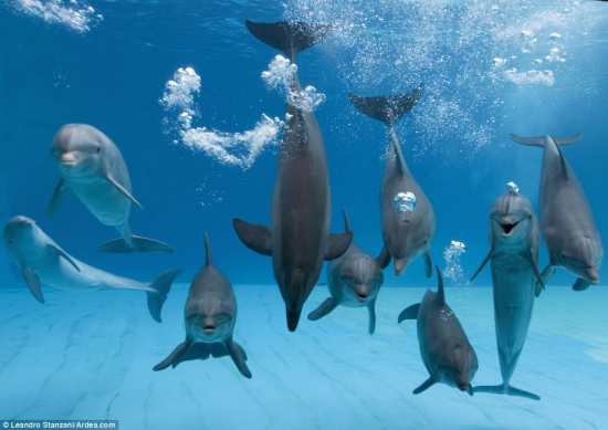 意大利海豚水下微笑吐泡泡(图) 科技时代_意大利海豚水下微笑吐泡泡(图)