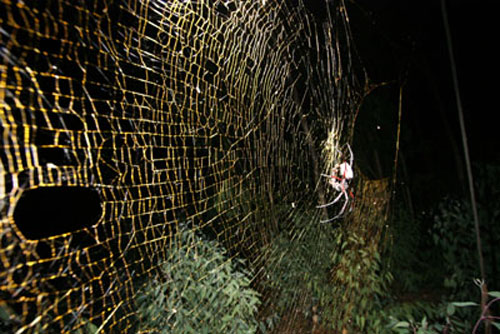 非洲发现巨型蜘蛛能结直径近1米金色蛛网 - neo_toe - @neo_toe