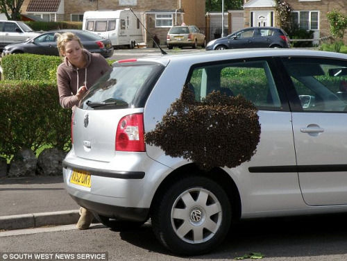 英国成群 蜜蜂围攻 小 汽车 (图)_科学探索_科技时