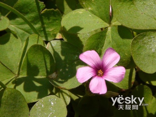 玲珑身段小巧轻便索尼TG1E高清DV试用感受