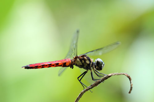 难以抵挡的诱惑 佳能第二代百微样张赏析(3)_数