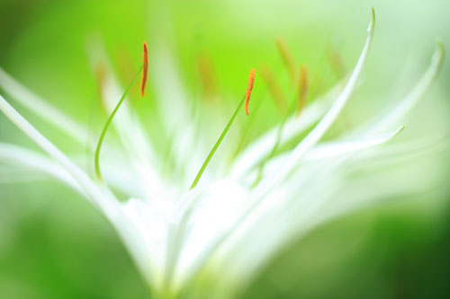 难以抵挡的诱惑 佳能第二代百微样张赏析(2)_数