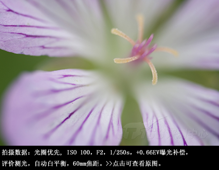 近拍也明亮腾龙60mmF2微距镜头评测(7)