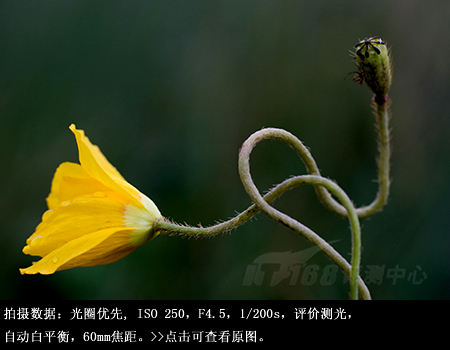 近拍也明亮腾龙60mmF2微距镜头评测(7)