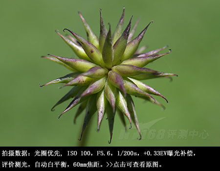 近拍也明亮腾龙60mmF2微距镜头评测(8)