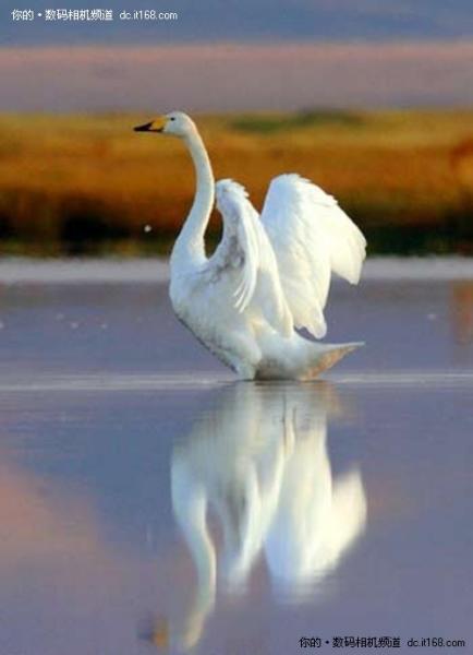 一镜悠游佳能550D配18-200烟墩角拍天鹅(3)