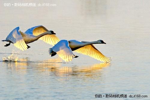 一镜悠游佳能550D配18-200烟墩角拍天鹅(3)