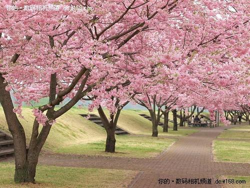 地球行摄手册 五种方式玩转日本樱花节