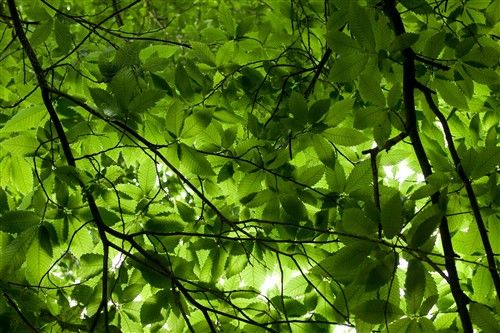 最佳定焦头 尼康50mm\/F1.4G降至3450元_数码