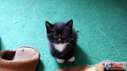 这只猫咪整体呈黑色,下巴,爪子,腹部为白色,一般俗称为踏雪或者叫乌云