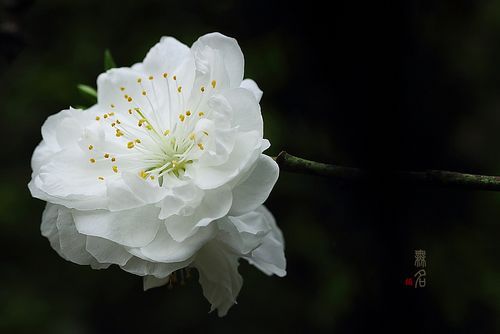 摄影必修课:春季花卉拍摄技巧分享_数码