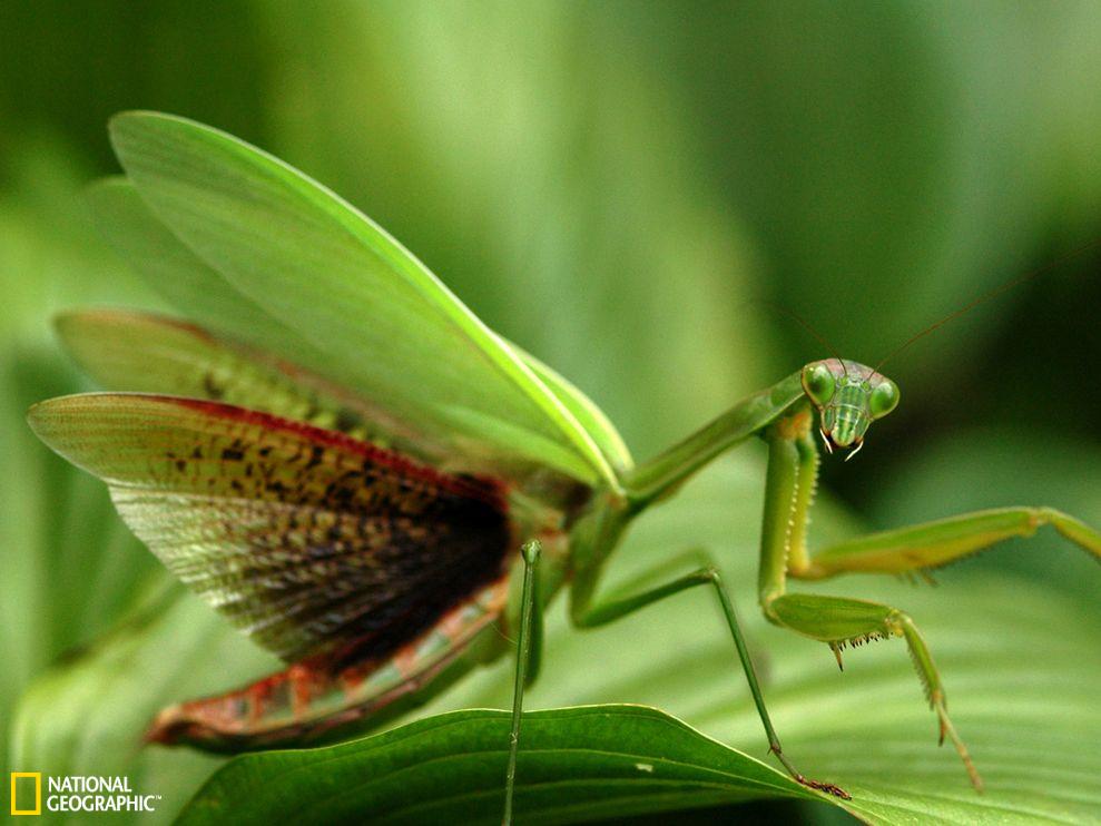 在美国弗吉尼亚州,一只螳螂展开翅膀.