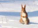 雪地中的小松鼠