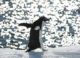 南极浮冰上玩耍的企鹅