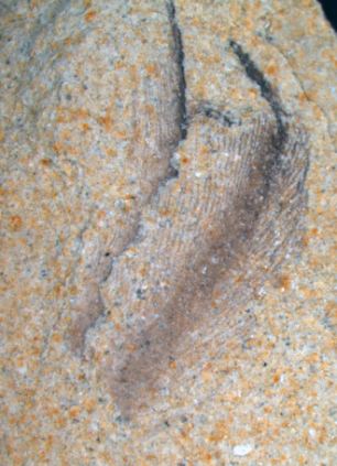 史前巨型企鹅的羽毛化石
