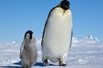 小企鹅冰面蹒跚学步