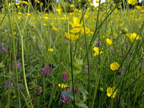 32p原始拍摄 1200万像素诺基亚N8样片_手机