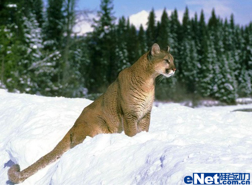 ֱ��AMD�ƶ�ƽ̨����PUMA��Ʒ����