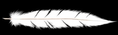 ��Fireworks���ɻ��Ʊ�����ë(3)