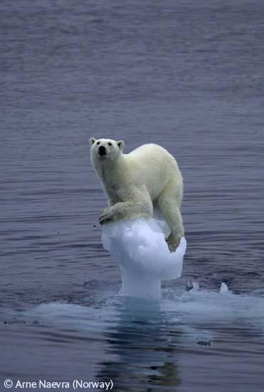 无助的北极熊