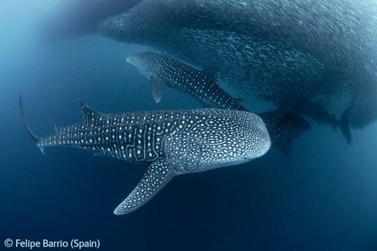 英国野生生物摄影成人奖-海底世界获奖作品