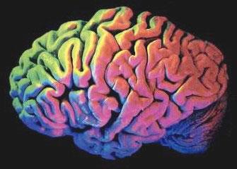 澳科学家借助核磁共振破解天才大脑之谜