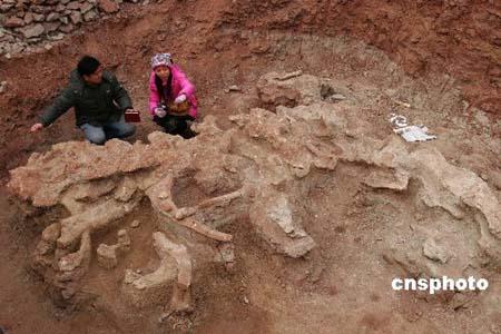 河南汝阳发现较完整恐龙化石(组图)