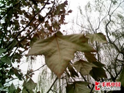 320像素AF镜头联想i966手机拍摄专项评测(3)