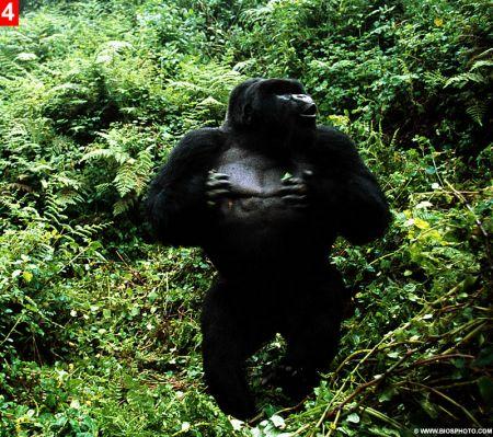 卢旺达发怒大猩猩险将游客拖入丛林(组图)