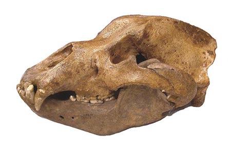 科学家发现史前食肉巨兽洞熊头骨(组图)