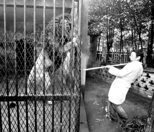 ���춯��԰ʨ���ϻ���ȡ����������֤��