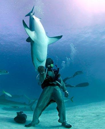 南非潜水员水下与大白鲨亲密嬉戏(图)