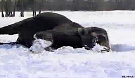 加拿大两头大象玩雪滚出大雪球(组图)