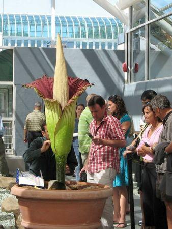 16种最奇异植物：世界最大花朵散发腐烂臭味