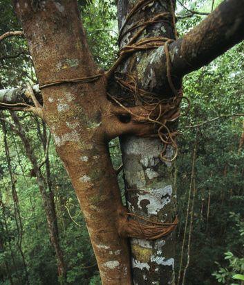 16种最奇异植物：树木杀手缠绕树干谋生
