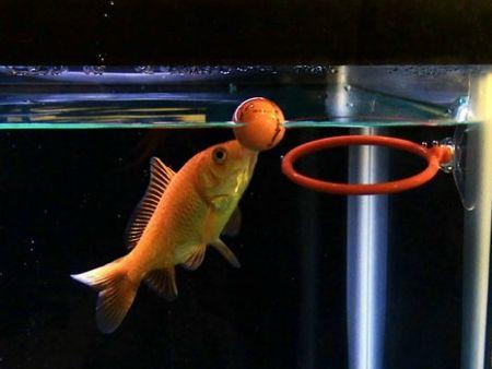 世界上最聪明的鱼会玩水中大灌篮(组图)