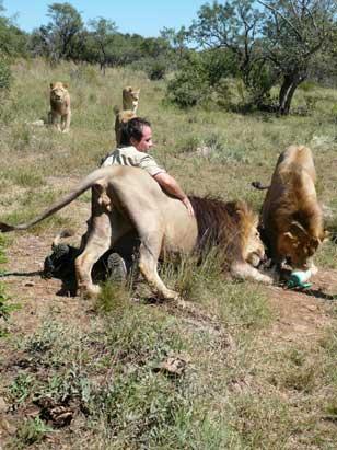 南非狮人与非洲狮相互拥抱玩耍(组图)