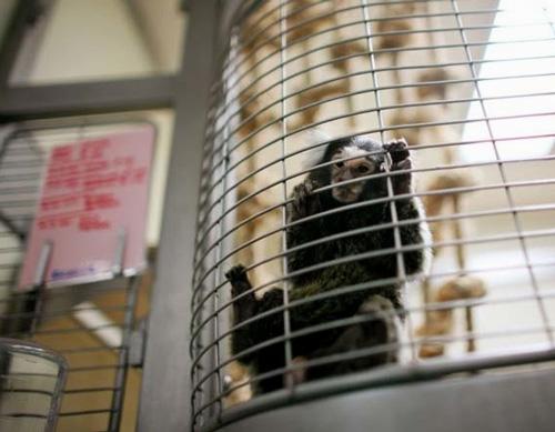 揭秘英国灵长动物实验猴子被迫接受大脑手术