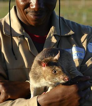 揭秘非洲排雷鼠：10只老鼠排掉上万平米地雷